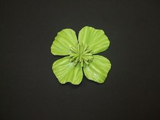 Lederblüte apfel grün ca